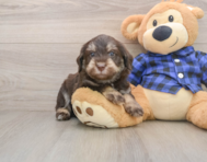 5 week old Mini Labradoodle Puppy For Sale - Simply Southern Pups