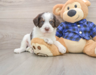 5 week old Mini Labradoodle Puppy For Sale - Simply Southern Pups