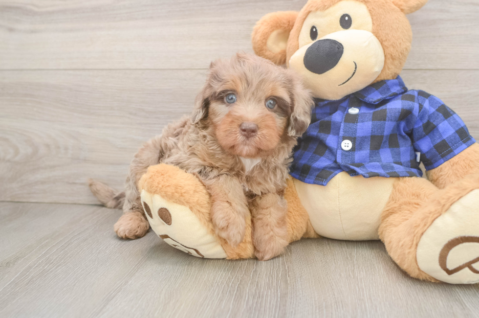 5 week old Mini Labradoodle Puppy For Sale - Simply Southern Pups