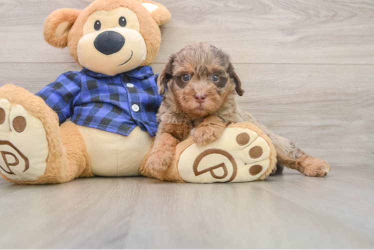 Small Mini Labradoodle Baby