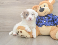 5 week old Mini Labradoodle Puppy For Sale - Simply Southern Pups