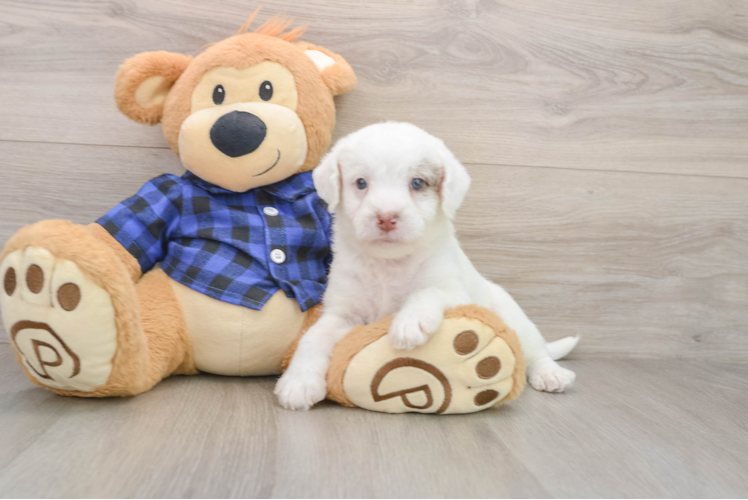 Energetic Labrapoo Poodle Mix Puppy