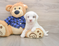 5 week old Mini Labradoodle Puppy For Sale - Simply Southern Pups