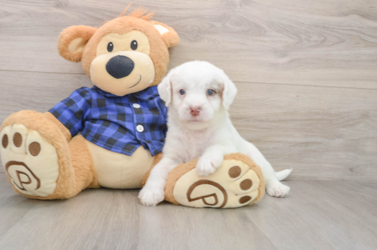 Energetic Labrapoo Poodle Mix Puppy