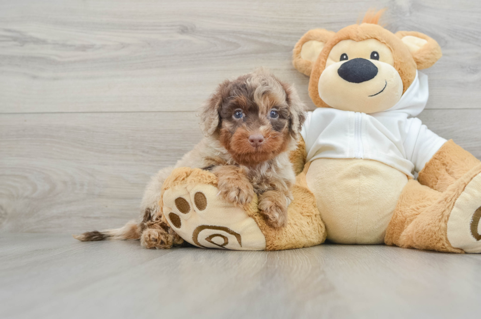 6 week old Mini Labradoodle Puppy For Sale - Simply Southern Pups