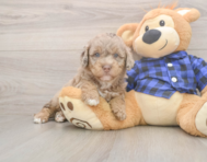 6 week old Mini Labradoodle Puppy For Sale - Simply Southern Pups