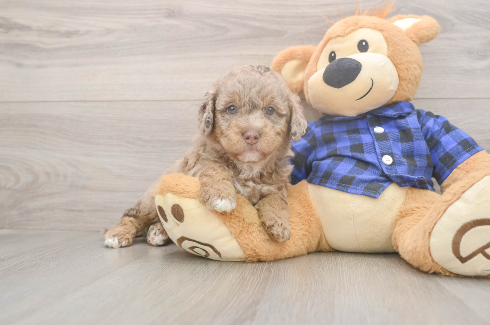 5 week old Mini Labradoodle Puppy For Sale - Simply Southern Pups