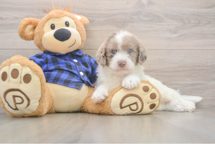 Adorable Labrapoo Poodle Mix Puppy