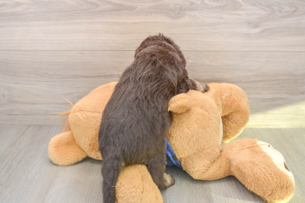 Small Mini Labradoodle Baby
