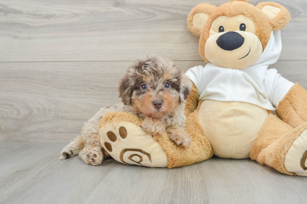 6 week old Mini Labradoodle Puppy For Sale - Simply Southern Pups