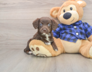 7 week old Mini Labradoodle Puppy For Sale - Simply Southern Pups