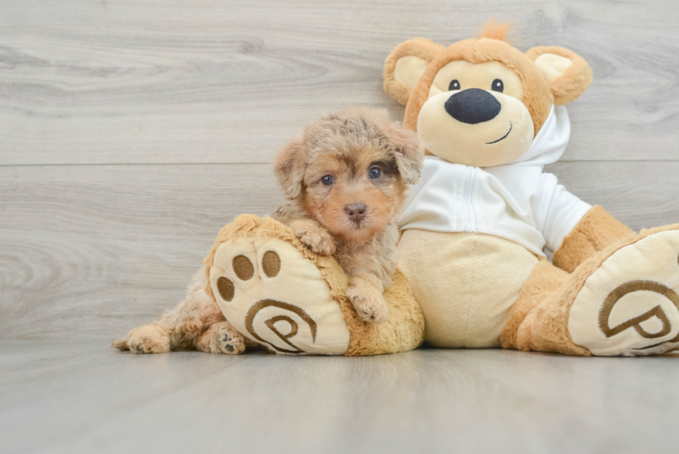 Smart Mini Labradoodle Poodle Mix Pup