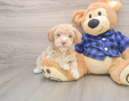 8 week old Mini Labradoodle Puppy For Sale - Simply Southern Pups