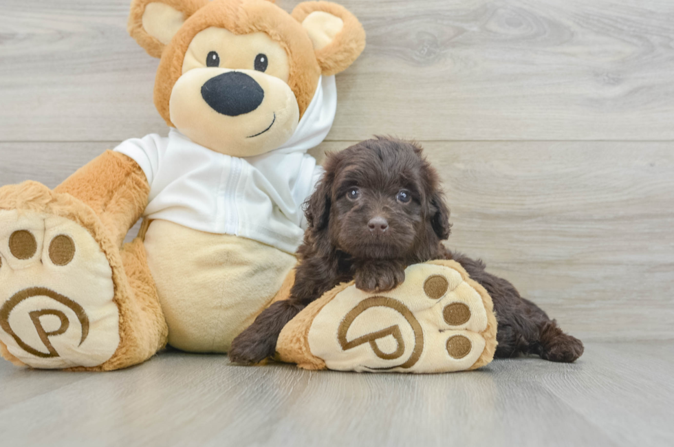 6 week old Mini Labradoodle Puppy For Sale - Simply Southern Pups