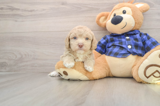 Fluffy Mini Labradoodle Poodle Mix Pup