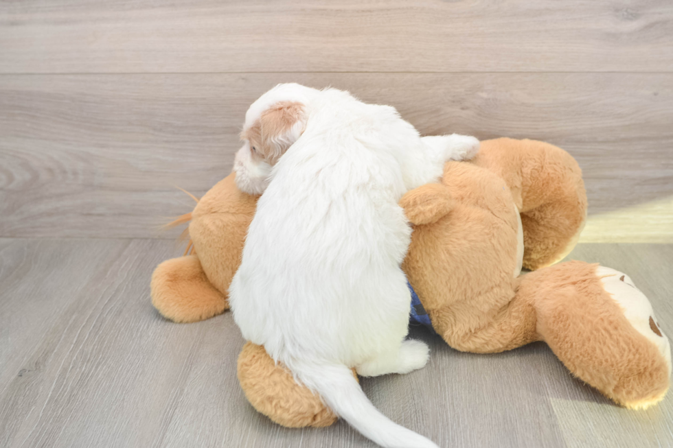 Smart Mini Labradoodle Poodle Mix Pup