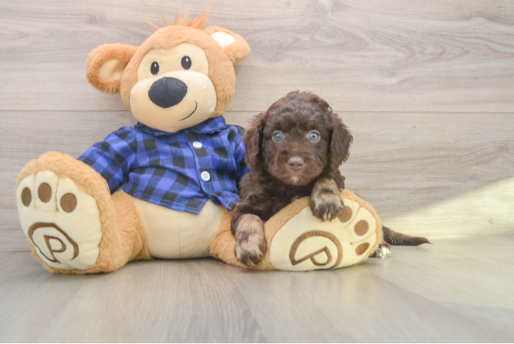 Sweet Mini Labradoodle Baby