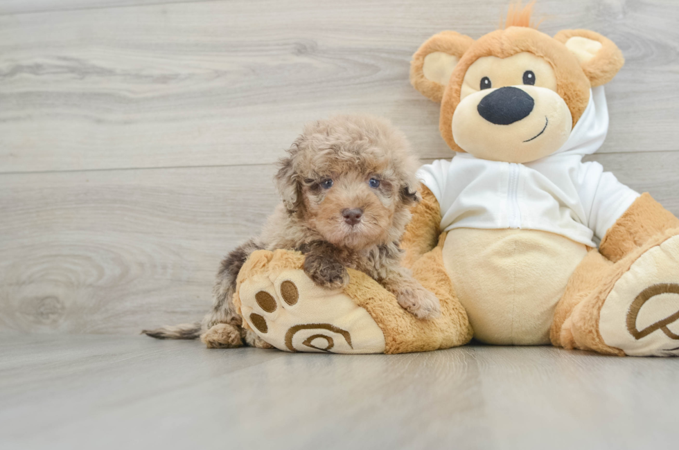 6 week old Mini Labradoodle Puppy For Sale - Simply Southern Pups