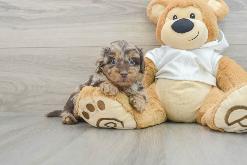 Happy Mini Labradoodle Baby