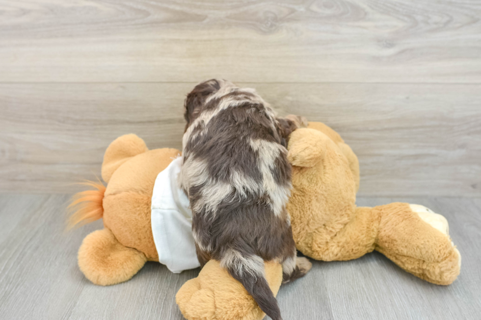 Mini Labradoodle Puppy for Adoption