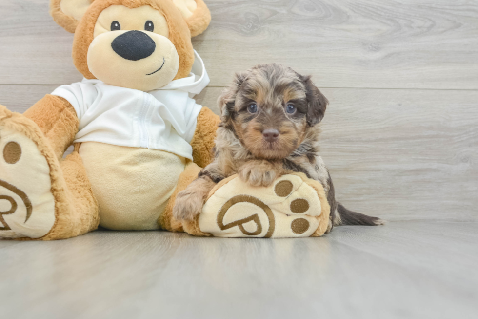 Mini Labradoodle Pup Being Cute