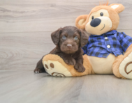 7 week old Mini Labradoodle Puppy For Sale - Simply Southern Pups