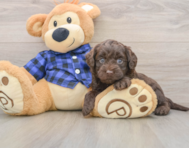 5 week old Mini Labradoodle Puppy For Sale - Simply Southern Pups