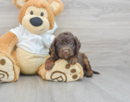 7 week old Mini Labradoodle Puppy For Sale - Simply Southern Pups