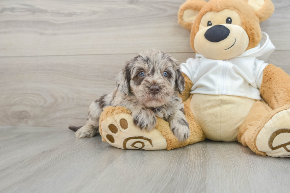 Energetic Labrapoo Poodle Mix Puppy