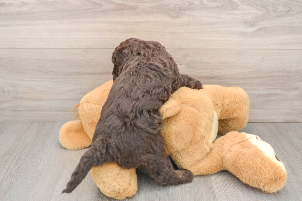 Best Mini Labradoodle Baby