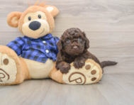 5 week old Mini Labradoodle Puppy For Sale - Simply Southern Pups