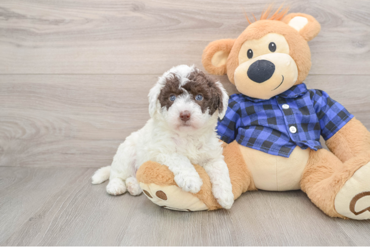 Best Mini Labradoodle Baby