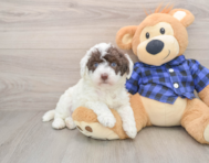 5 week old Mini Labradoodle Puppy For Sale - Simply Southern Pups