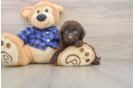 Mini Labradoodle Puppy for Adoption