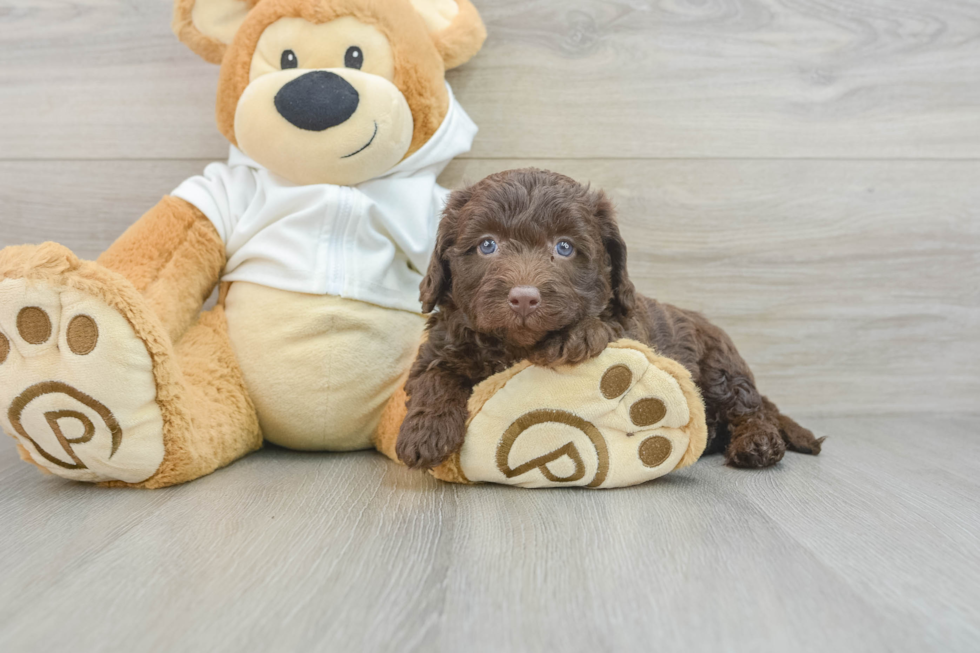 Happy Mini Labradoodle Baby