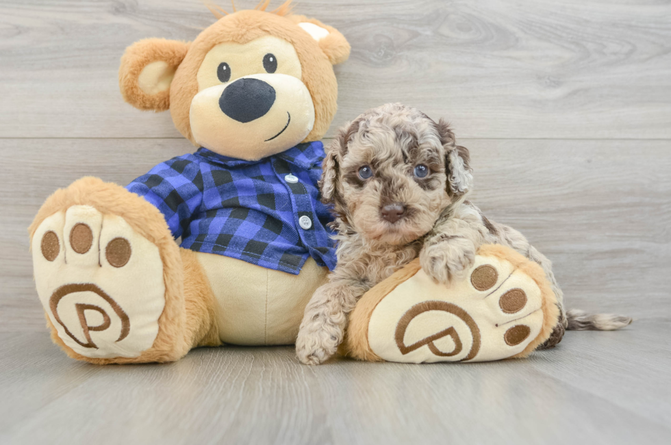 5 week old Mini Labradoodle Puppy For Sale - Simply Southern Pups