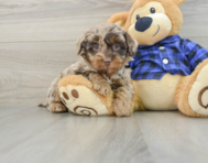 7 week old Mini Labradoodle Puppy For Sale - Simply Southern Pups