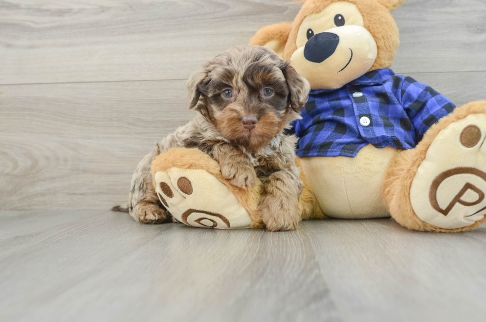 6 week old Mini Labradoodle Puppy For Sale - Simply Southern Pups