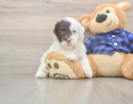 6 week old Mini Labradoodle Puppy For Sale - Simply Southern Pups