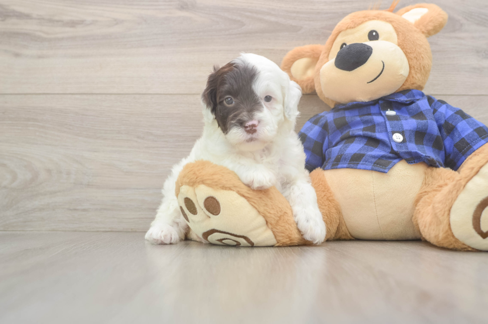 9 week old Mini Labradoodle Puppy For Sale - Simply Southern Pups