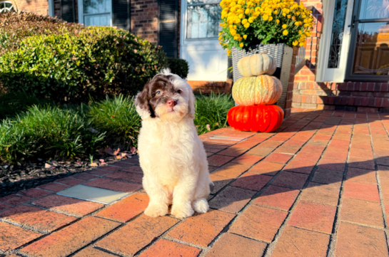 9 week old Mini Labradoodle Puppy For Sale - Simply Southern Pups Cute Labrapoo Poodle Mix Puppy