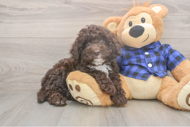 Mini Labradoodle Pup Being Cute