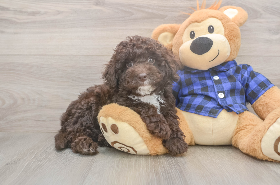 8 week old Mini Labradoodle Puppy For Sale - Simply Southern Pups