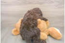 Petite Mini Labradoodle Poodle Mix Pup