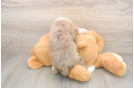 Mini Labradoodle Puppy for Adoption