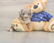 6 week old Mini Labradoodle Puppy For Sale - Simply Southern Pups