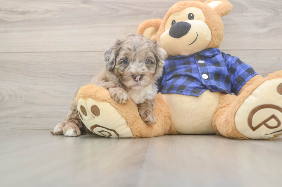 6 week old Mini Labradoodle Puppy For Sale - Simply Southern Pups