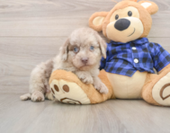 7 week old Mini Labradoodle Puppy For Sale - Simply Southern Pups