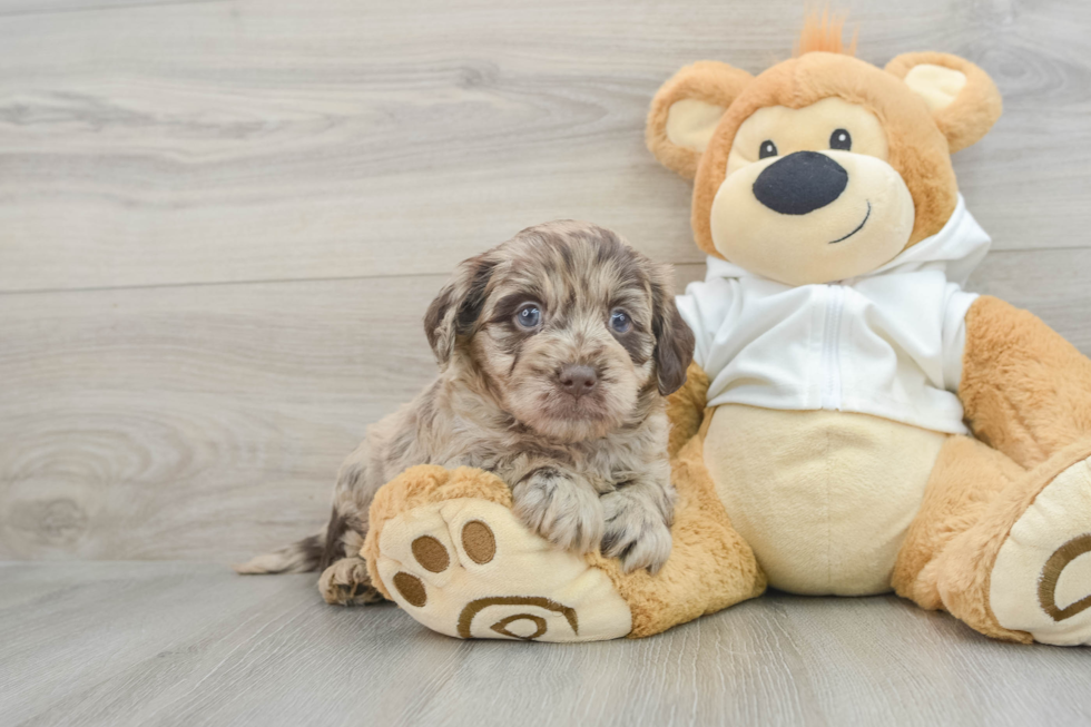 Small Mini Labradoodle Baby