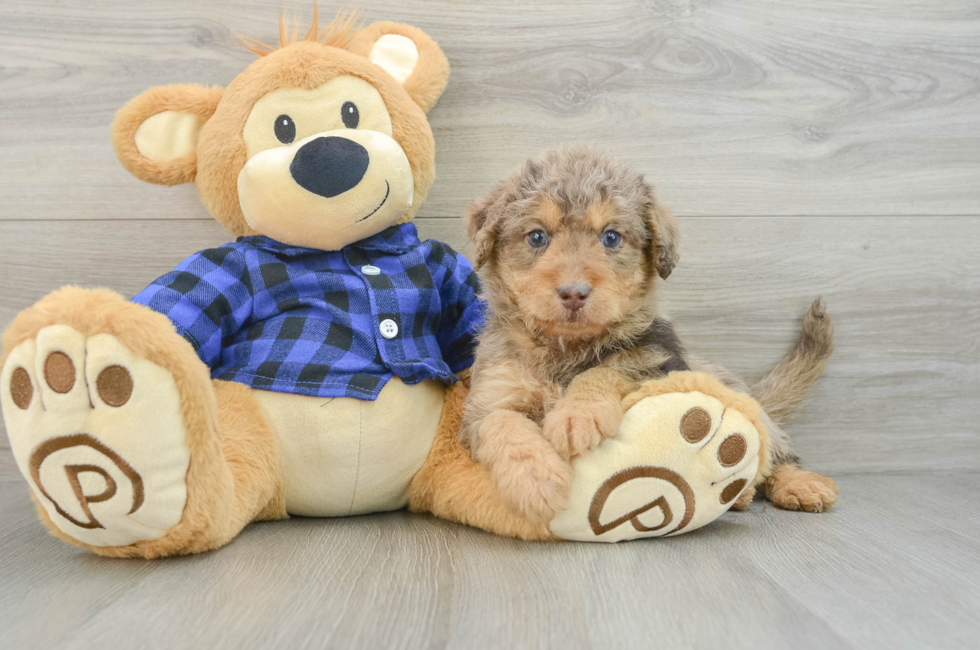 6 week old Mini Labradoodle Puppy For Sale - Simply Southern Pups